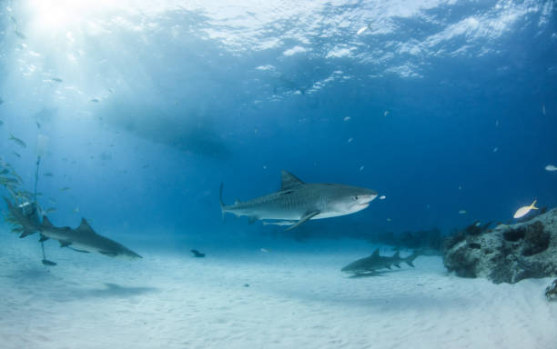 istock Tiger shark at Tigerbeach, Bahamas 1017697730