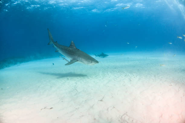 istock Tiger shark at Tigerbeach, Bahamas 1017697854