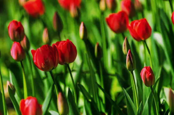 Precious Bokeh - Red Roses in Planten un Blumen Park in Hamburg Germany