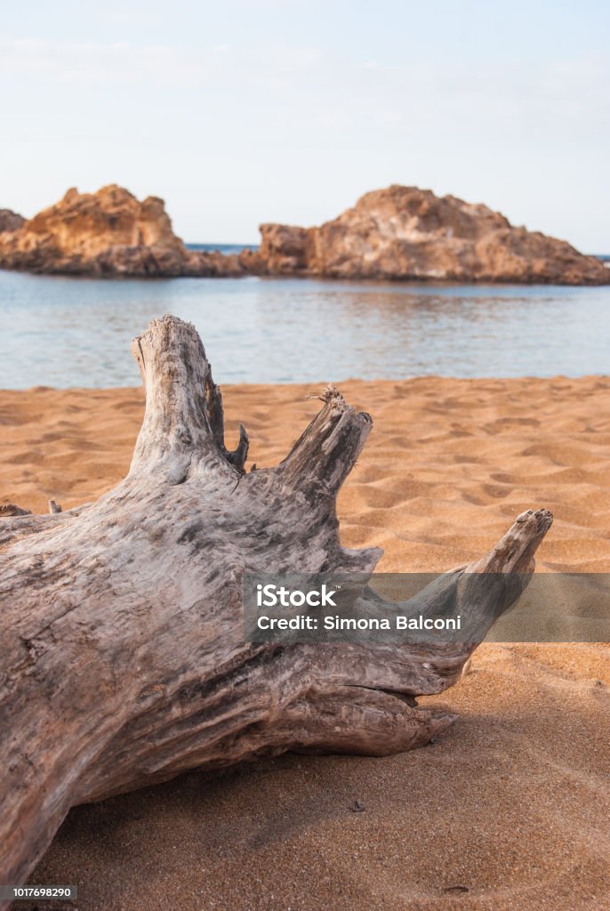 Trunk on the red sand of Pregonda cove Old tree trunk"non the sand beach in the north of Menorca island Abandoned Stock Photo