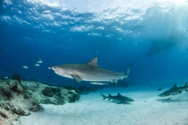 istock Tiger shark at Tigerbeach, Bahamas 1017698332