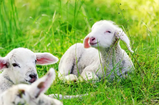 Photo of Lambs ar Nature Reserve Heuckenlock - Hamburg