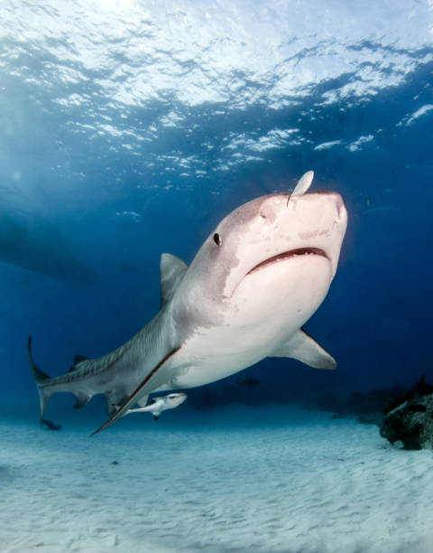istock Tiger shark at Tigerbeach, Bahamas 1017702834