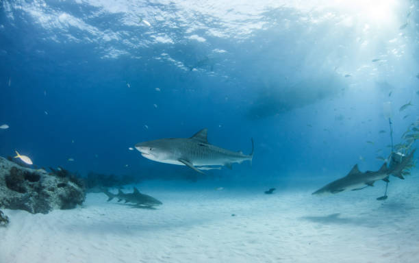 istock Tiger shark at Tigerbeach, Bahamas 1017703088