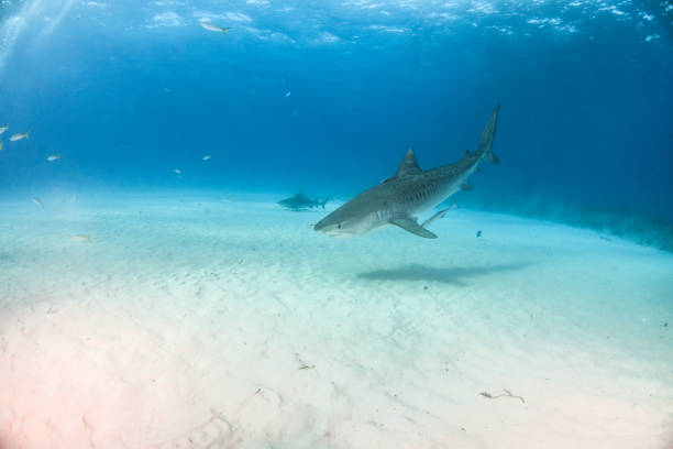 istock Tiger shark at Tigerbeach, Bahamas 1017703982