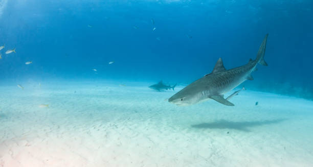 istock Tiger shark at Tigerbeach, Bahamas 1017706280