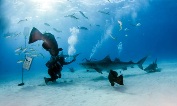 istock Tiger shark at Tigerbeach, Bahamas 1017706448