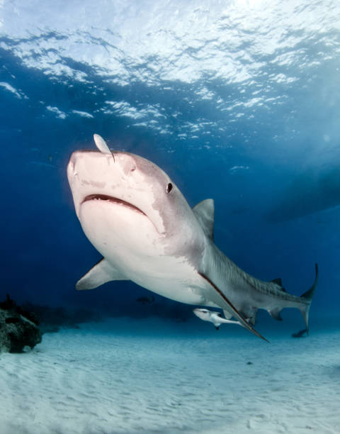 istock Tiger shark at Tigerbeach, Bahamas 1017706706