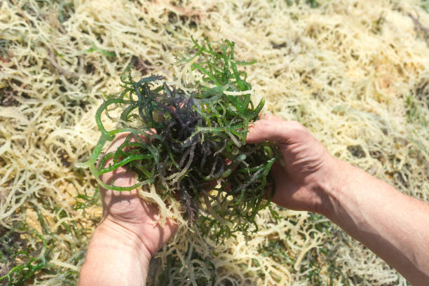 Males hand picking up fresh seaweed Males hand picking up fresh seaweed seaweed farming stock pictures, royalty-free photos & images