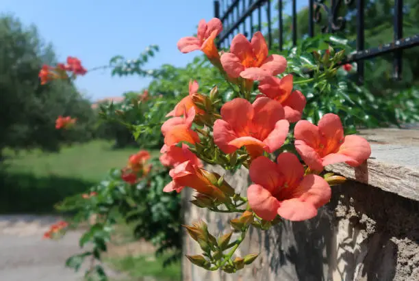 Campsis grandiflora - Trumpet vine