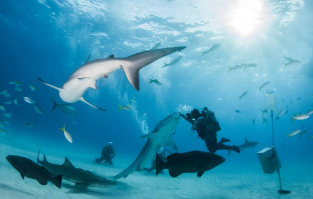 istock Tiger shark at Tigerbeach, Bahamas 1017713806