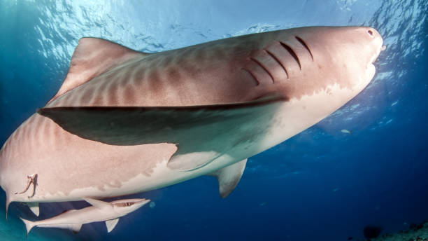 istock Tiger shark at Tigerbeach, Bahamas 1017713912