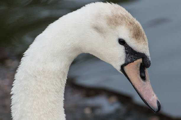 istock A beautiful white swan captured closeup and in profile. 1017721734