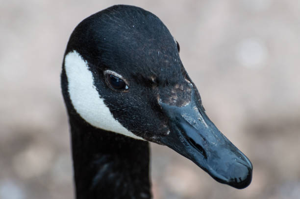 istock A closeup head shot of a single isolated canada goose in profile. 1017721958