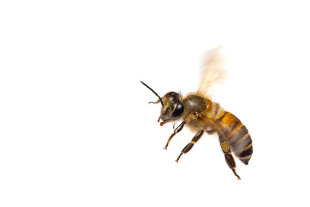 istock A close up of flying bee isolated on white background 1017724268
