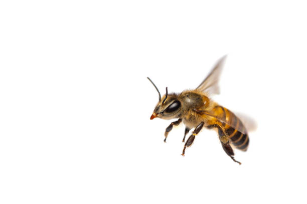 istock A close up of flying bee isolated on white background 1017724270