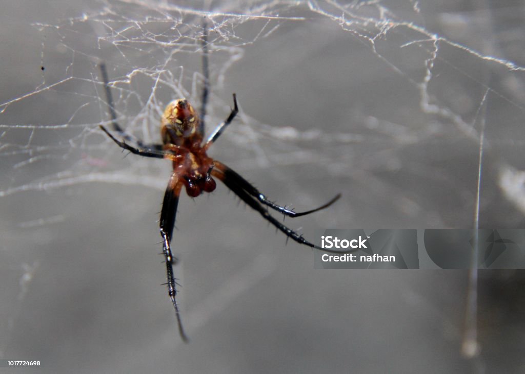 close up of a small spider, arachnid in a home garden in Sri Lanka Aggression Stock Photo