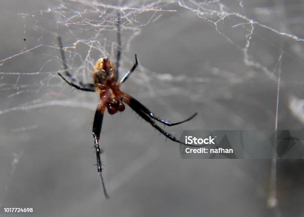 Close Up Of A Small Spider Arachnid In A Home Garden In Sri Lanka Stock Photo - Download Image Now