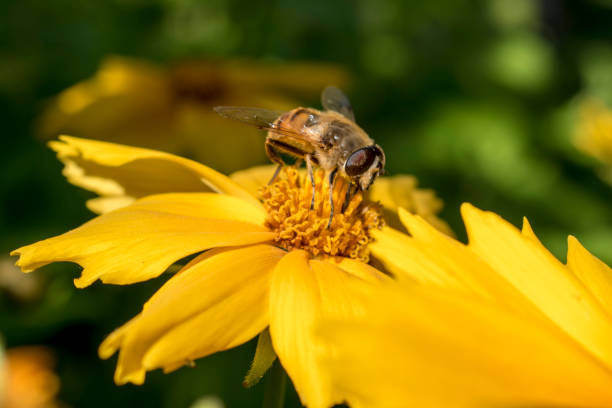 istock Bee pollinates a yellow flower in the summer. 1017724822