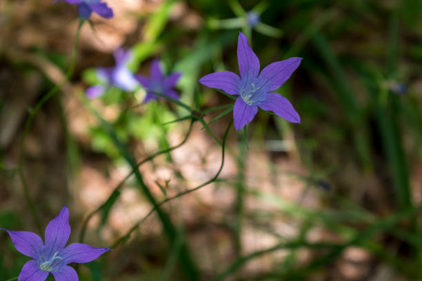 信じられないほど美しい紫の花 - エオ小屋への道に沿って森の中の鈴。中央の山の美しさ、新鮮な空気磁気とバルカンを驚かせます。 - campanula small flower bouquet ストックフォトと画像