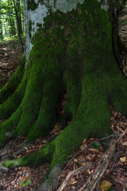 istock Trees with interesting shapes and formations on their stems and trunks on the way to Eho hut. The mountain in the central Balkan astonishes with its beauty, fresh air and magnetism. 1017730246