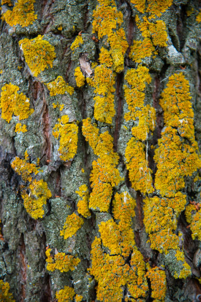 istock Moss on the bark of a tree close-up 1017732752