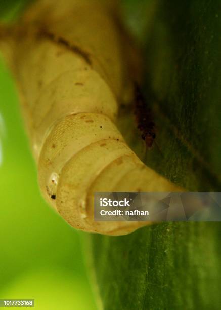 An Empty Butterfly Pupa Pupate Seen In A Home Garden In Sri Lanka Stock Photo - Download Image Now