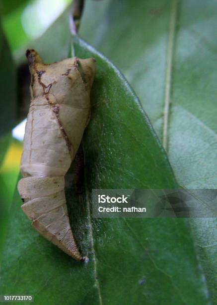 An Empty Butterfly Pupa Pupate Seen In A Home Garden In Sri Lanka Stock Photo - Download Image Now