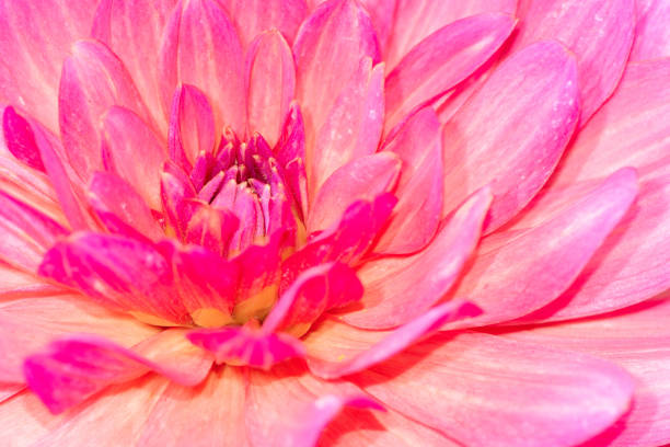 istock Abstact natural flower background with a dahlia blossom 1017733288