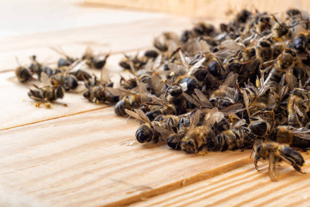 abeilles mortes au milieu de la ruche. mort des abeilles. intoxication massive des abeilles. - intoxication photos et images de collection