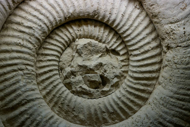 close up picture of a fossilised ammonite with selective focus