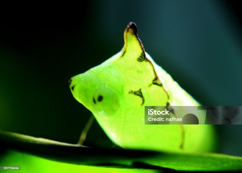 a live green color butterfly pupa, pupate seen in a home garden in sri lanka Beauty Stock Photo