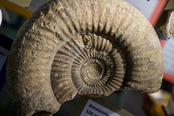 istock Fossil Ammonite for fuel and gas industry 1017735742