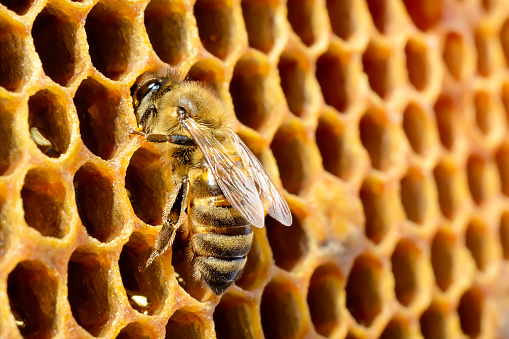 Macro pictures of bee in a beehive on honeycomb with copyspace. Bees turns nectar into fresh and healthy honey. Concept of beekeeping