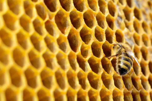Photo of Bees in a beehive on honeycomb with copyspace. Bee turns nectar into fresh and healthy honey. Concept of beekeeping.