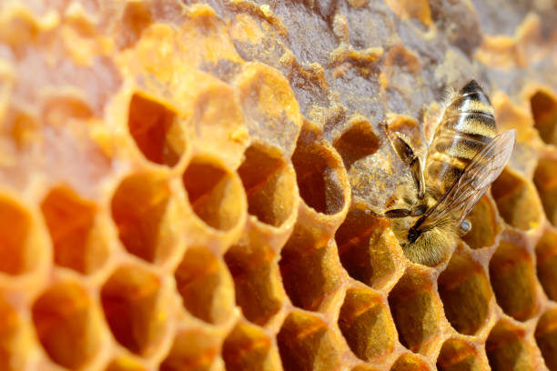 istock Bees in a beehive on honeycomb with copyspace. Bee turns nectar into fresh and healthy honey. Concept of beekeeping. 1017735998
