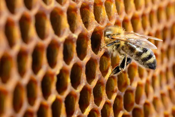 Photo of Bees in a beehive on honeycomb with copyspace. Bee turns nectar into fresh and healthy honey. Concept of beekeeping.