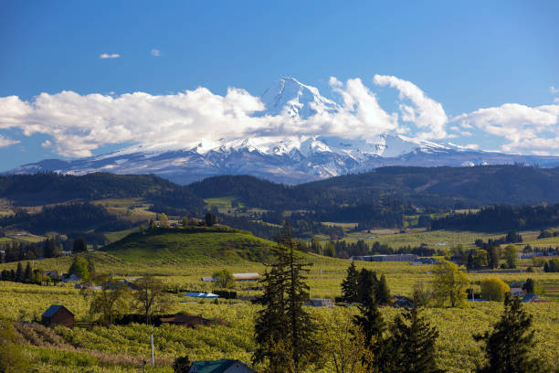 Moutn Hood with rolling clouds over fruit farm orchards in Hood River OR springtime Moutn Hood with rolling clouds over fruit farm orchards in Hood River Oregon spring season oregon barn farm mt hood stock pictures, royalty-free photos & images