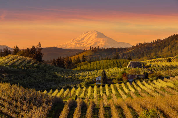 goldener sonnenuntergang über mount adams und hood river valley birne obstgärten frühling - pear tree stock-fotos und bilder