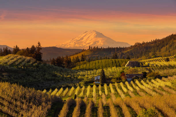 Golden sunset over Mount Adams and Hood River Valley pear orchards springtime Beautiful Golden sunset over Mount Adams and Hood River Valley pear orchards spring season orchard stock pictures, royalty-free photos & images