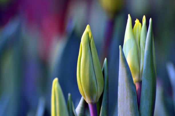istock Buds of the yellow Tulip 1017738572