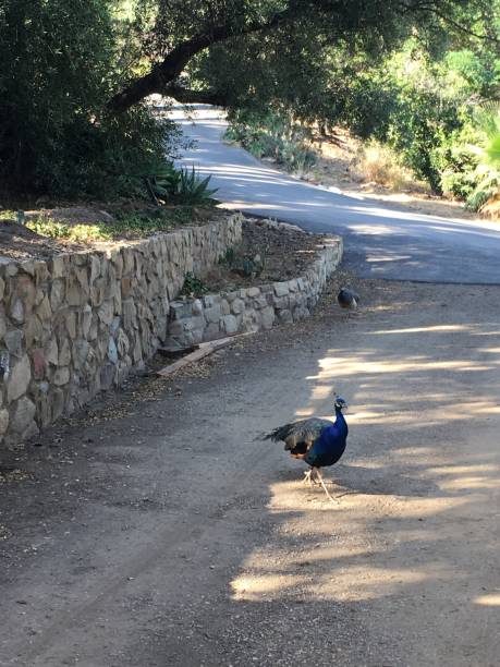 Peacock by the road