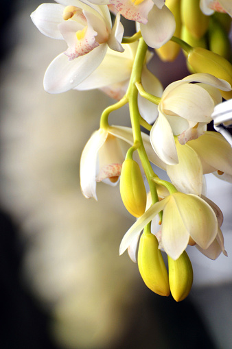 Pale Yellow Orchid