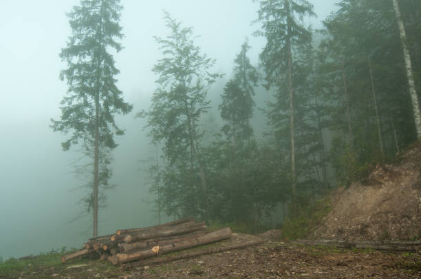 istock Fog in the forest, Carpathian mountains 5 1017746470