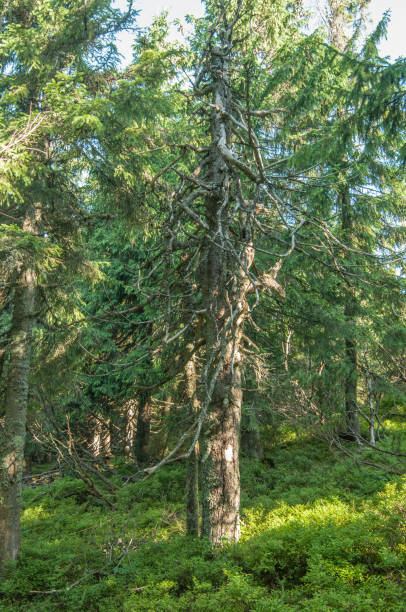 istock Dry fir trees in the forest, summer, Carpathian mountains 1017746926
