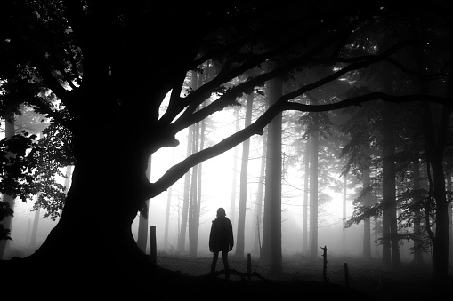 A teenager walks misty woods on a foggy Autumnal day