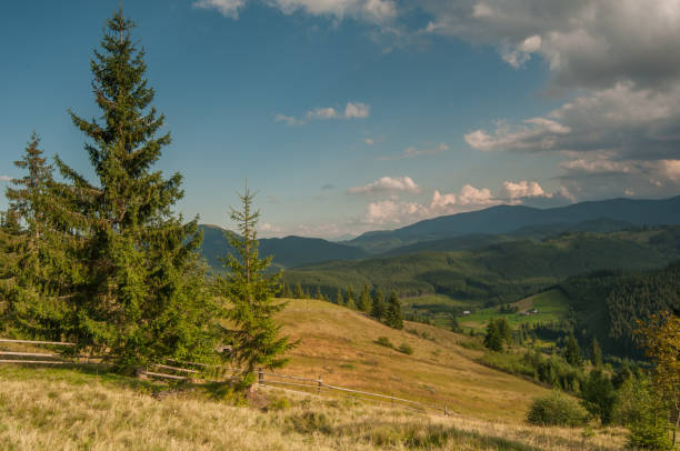 istock Pine tree at the Carpathian meadow 6 1017751284