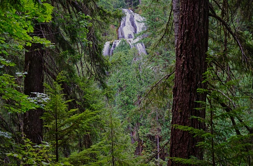 Southern Washington's Cascade Range.
Gifford Pinchot National Forest.
Fall Creek Falls Trail.