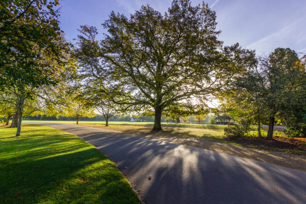 istock Dulwich park, London, UK at sunrise 1017751928