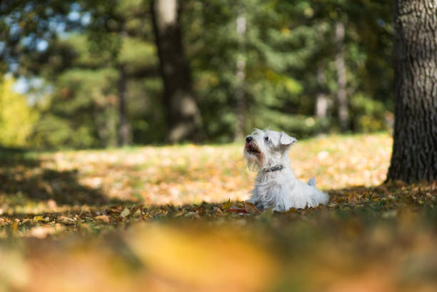istock White schnauzer in a park 1017754392